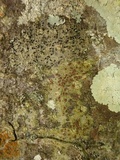 Bacidia rubella image