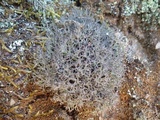 Cladonia rangiformis image
