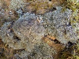 Cladonia rangiformis image