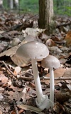Amanita sect. Vaginatae image
