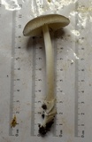 Amanita sect. Vaginatae image
