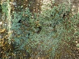 Leprocaulon microscopicum image
