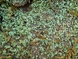 Leprocaulon microscopicum image
