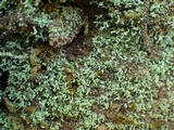 Leprocaulon microscopicum image