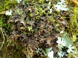 Nephroma tangeriense image