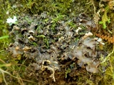 Nephroma tangeriense image