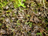 Nephroma tangeriense image