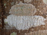 Phlyctis agelaea image