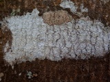 Phlyctis agelaea image