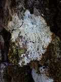Ochrolechia androgyna image