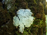 Ochrolechia androgyna image