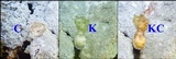 Ochrolechia androgyna image