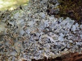Parmotrema robustum image