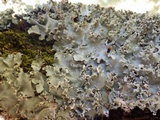 Parmotrema robustum image