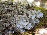 Parmotrema robustum image
