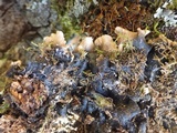 Parmotrema robustum image