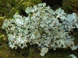 Parmotrema robustum image