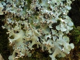 Parmotrema robustum image