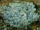 Parmotrema robustum image