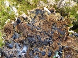 Parmotrema robustum image