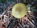 Oudemansiella furfuracea image