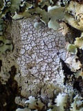 Varicellaria velata image