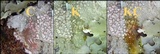 Varicellaria velata image