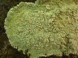 Pertusaria pertusa image