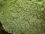 Pertusaria pertusa image