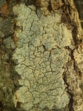 Pertusaria hymenea image