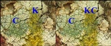 Pertusaria hymenea image