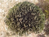 Leptogium brebissonii image