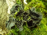 Leptogium cochleatum image