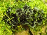 Leptogium cochleatum image