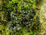Leptogium cochleatum image
