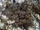 Collema nigrescens image