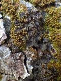 Collema nigrescens image