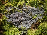 Pannaria rubiginosa image