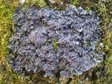 Pannaria rubiginosa image