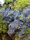 Pannaria rubiginosa image