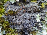 Pannaria rubiginosa image