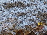 Pertusaria amara f. amara image