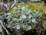 Cladonia pyxidata image