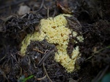 Ramaria rasilispora image