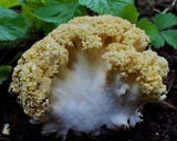 Ramaria rasilispora image