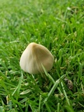 Conocybe apala image