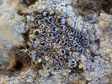 Tephromela atra var. atra image