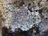 Tephromela atra var. atra image