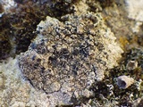 Tephromela atra var. atra image