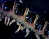 Arthrophaga myriapodina image